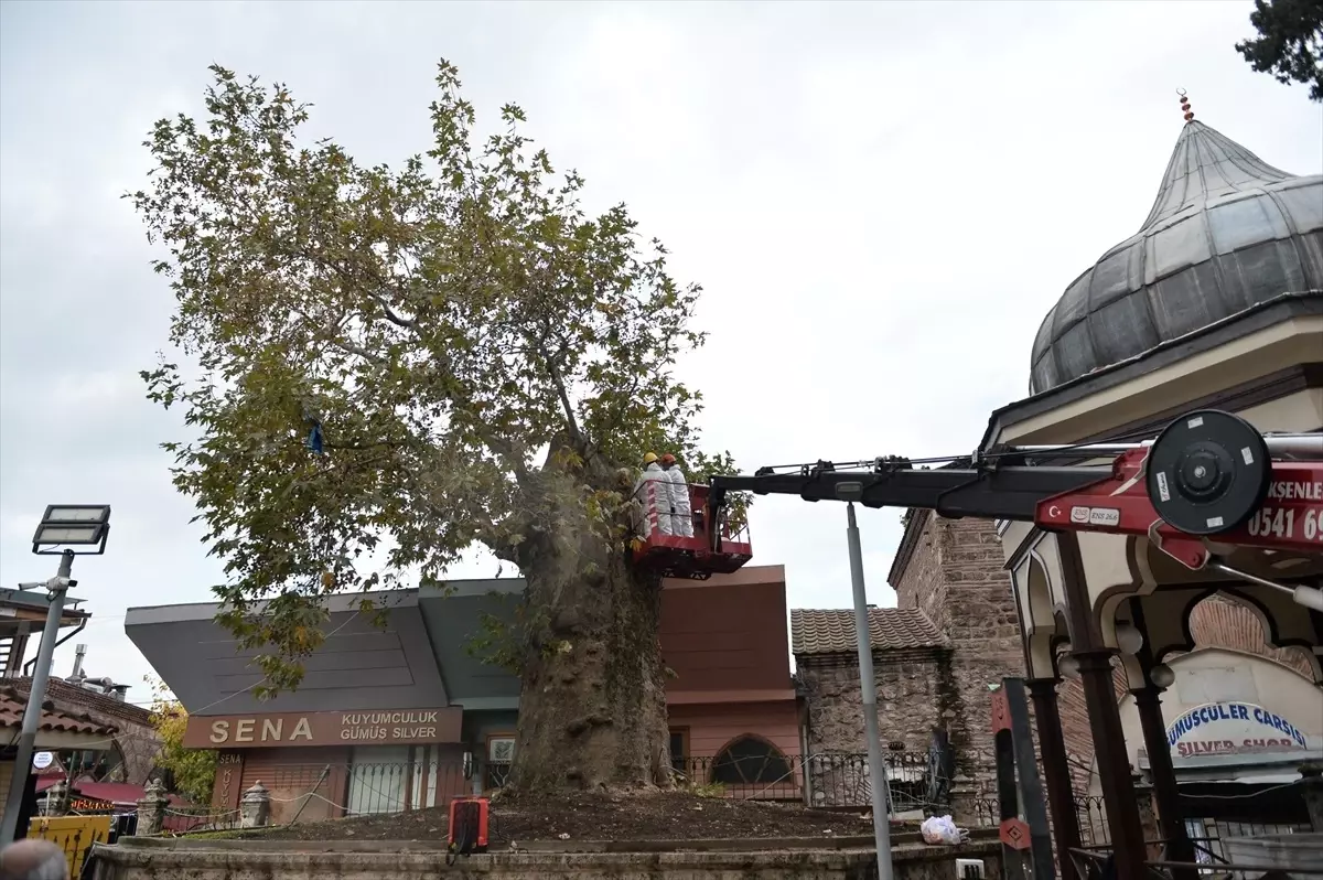 Ulu Cami Çınarına Bakım
