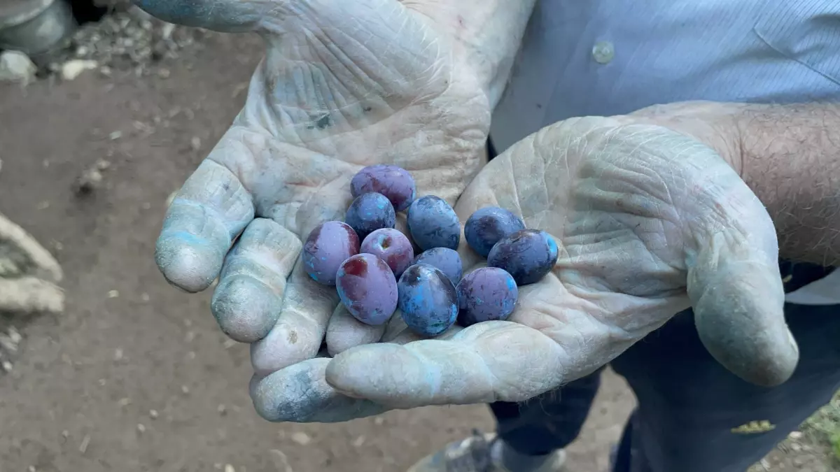 3 Bin Yıllık Zeytin Ağacı ile Her Sabah