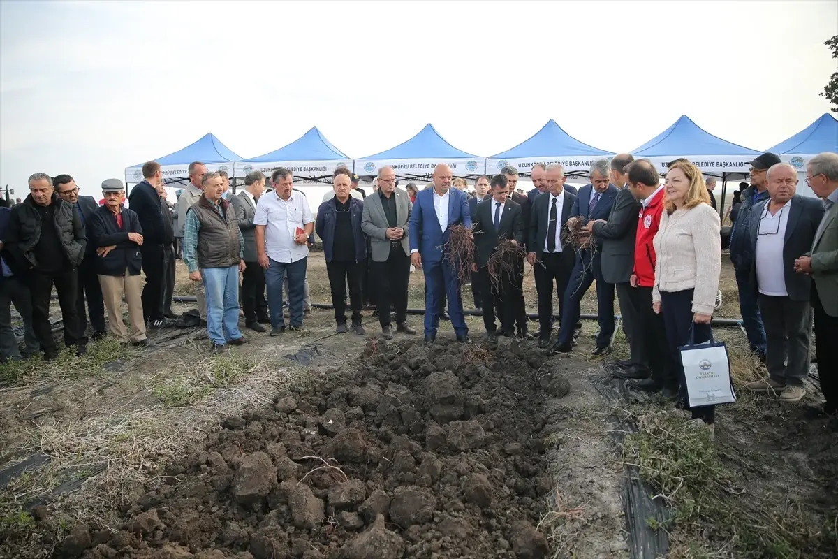 Edirne Kırmızısı'nın Hasadı Yapıldı