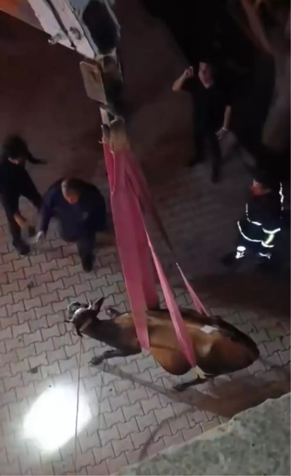 Damda Mahsur Kalan İnek Kurtarıldı