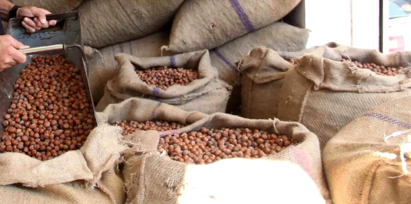 Fındık Fiyatları Düşüşte