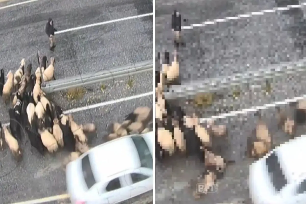 Hızını alamayan araç koyun sürüsüne daldı