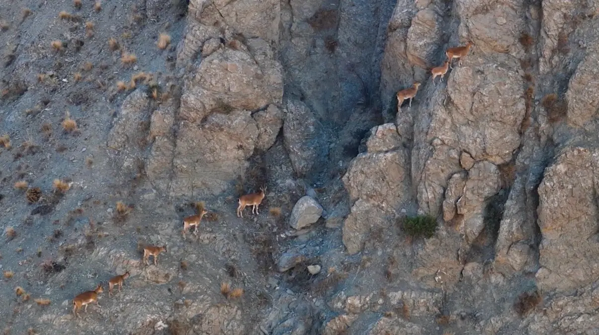 Munzur Dağları'ndaki Dağ Keçileri Drone ile Görüntülendi