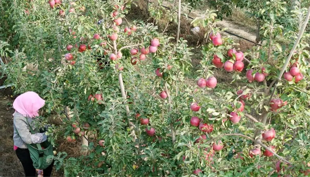 Çin'de Elma Endüstrisi Gelişiyor