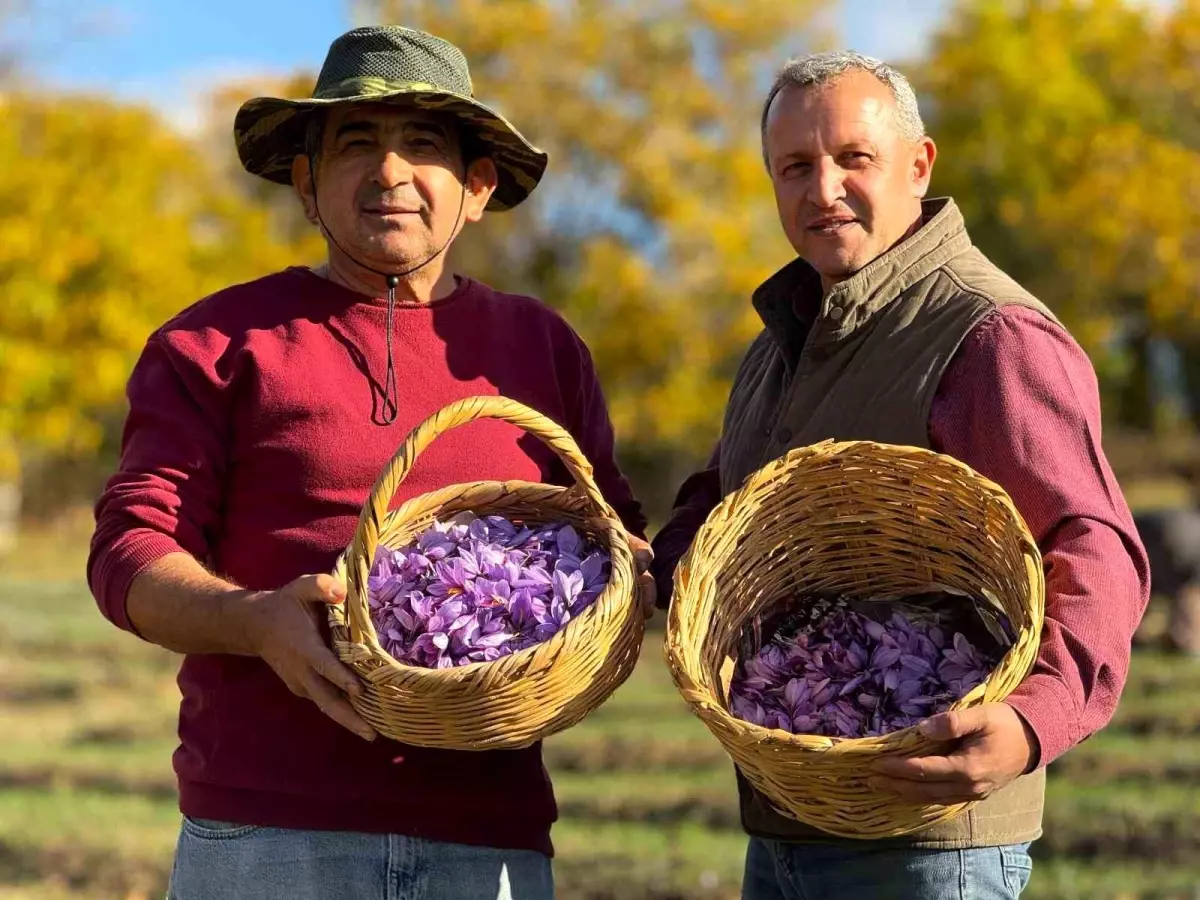AB tescilli üründe hasat sürüyor, gramı 600 TL'ye dayandı