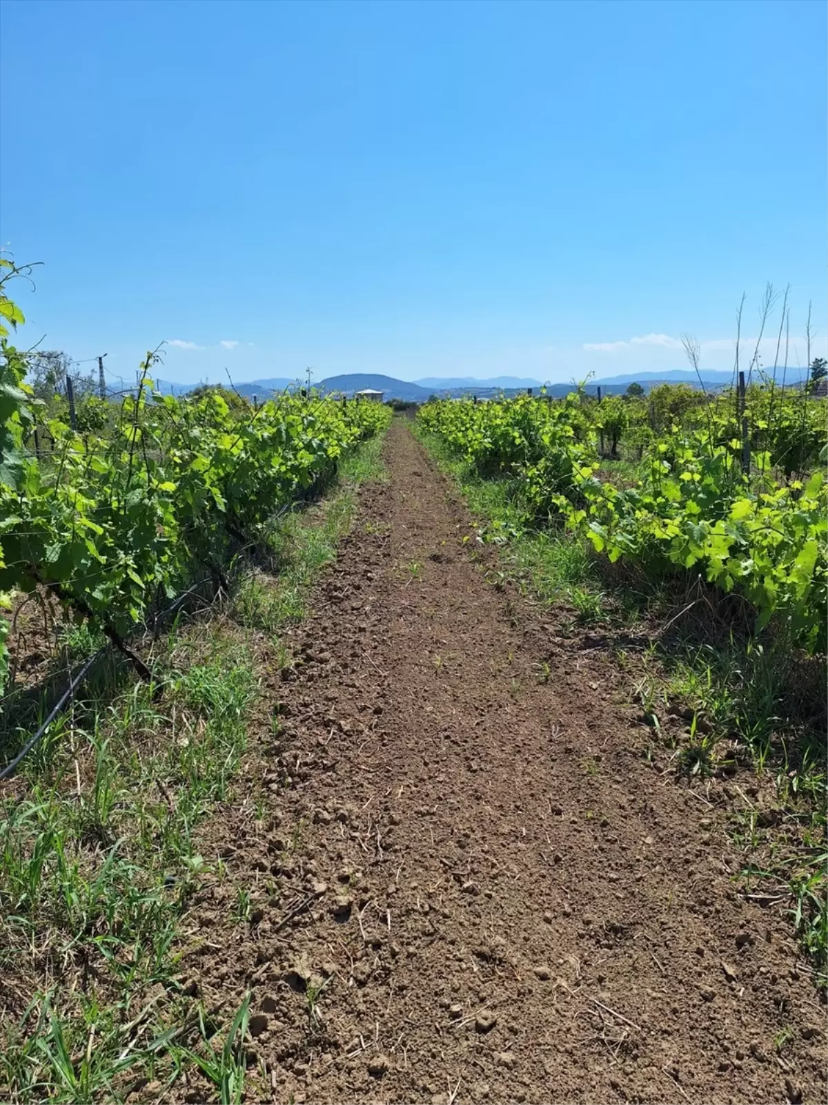 TÜBİTAK'tan OMÜ'ye Destek