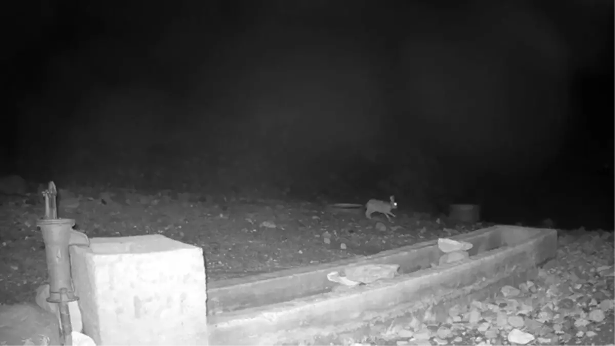 Aksaray'da Yaban Hayatı Görüntülendi