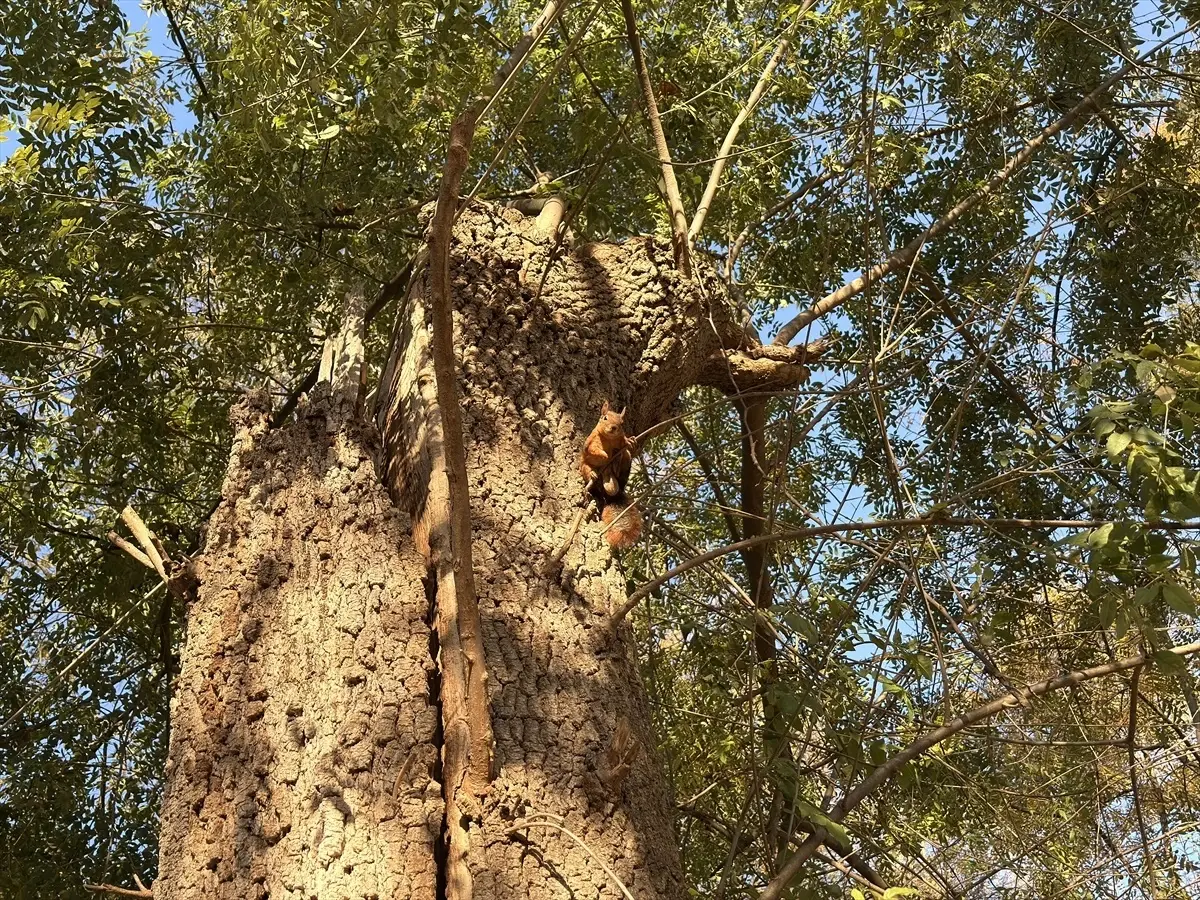 Samsun'da Sincapların Sevimli Anları