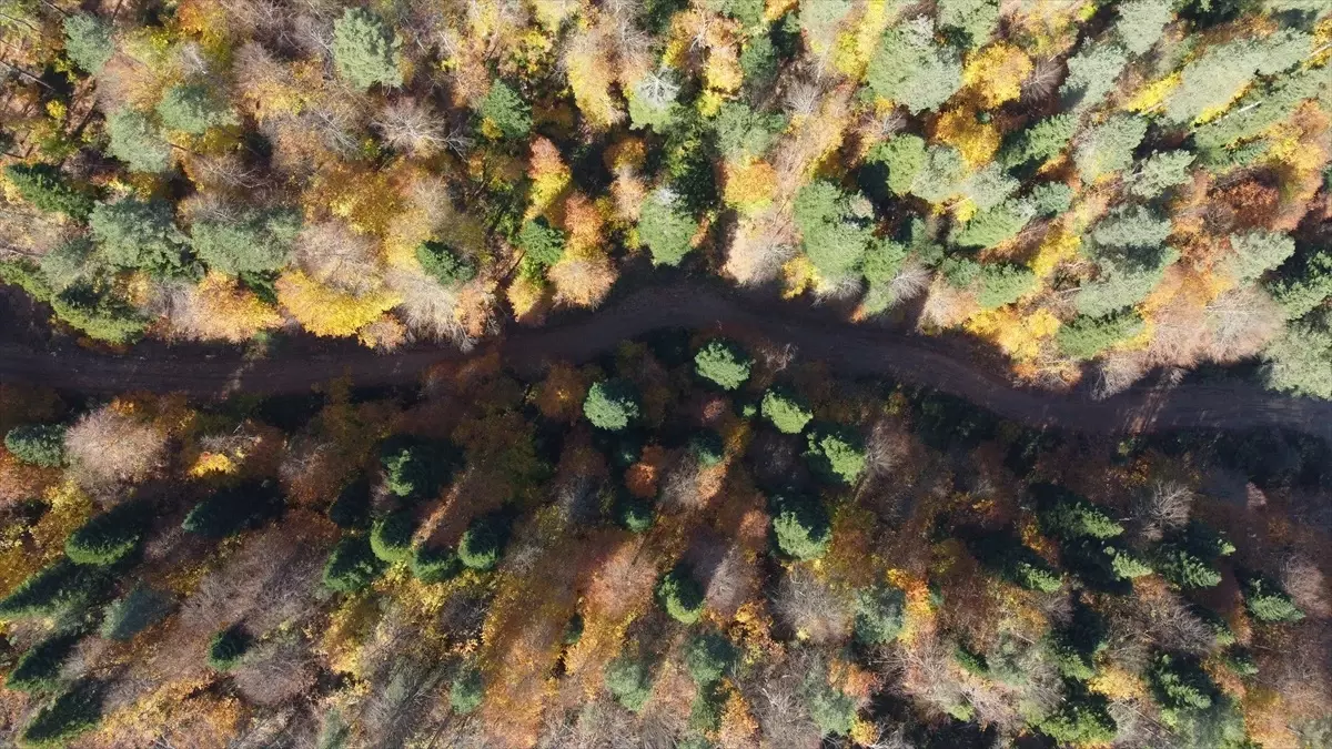 Küçükelmalı Tabiat Parkı'nda Sonbahar Renkleri