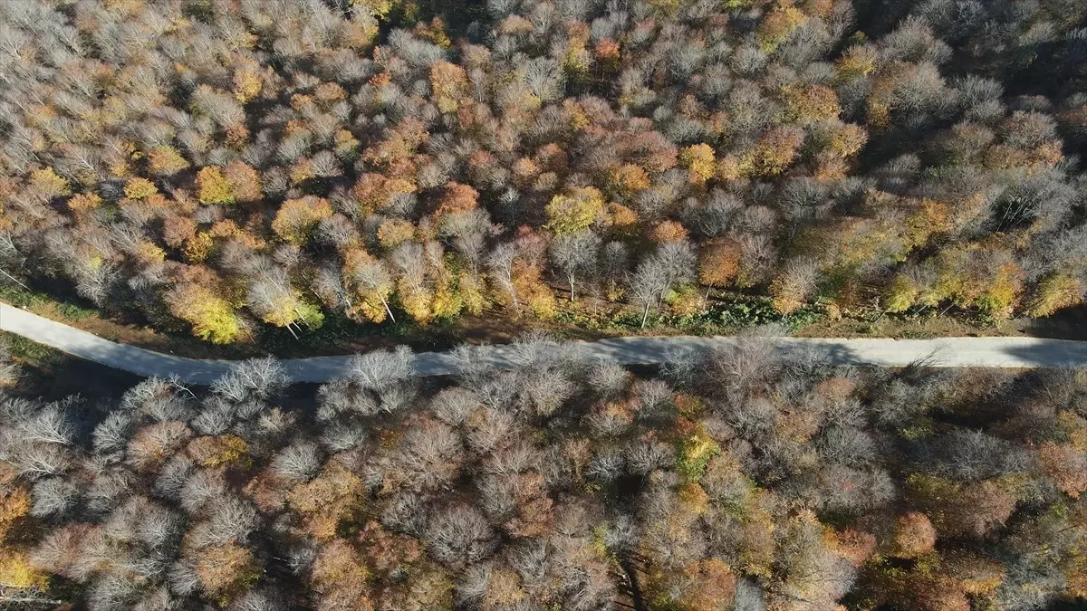 Nebiyan Dağı'nda Sonbahar Renkleri