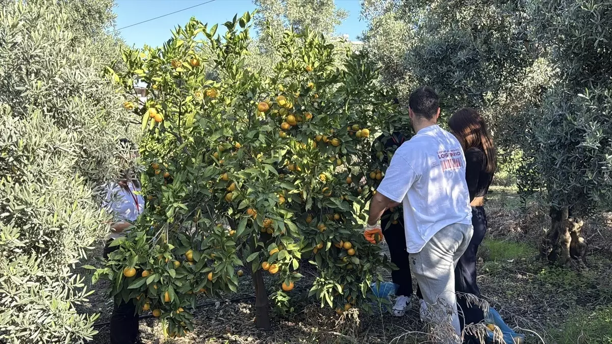 Öğrenciler Mandalina Hasadı Yaptı