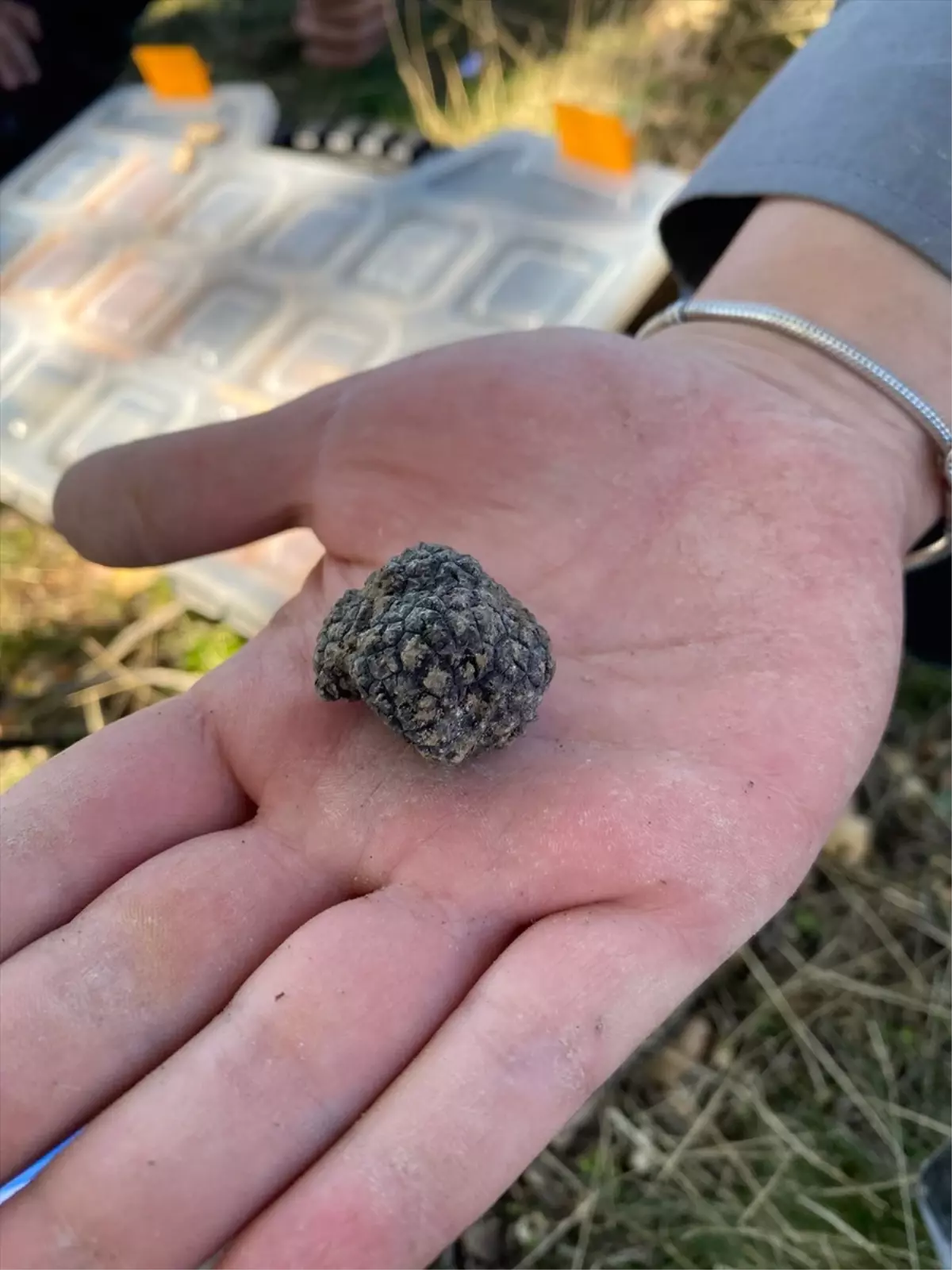 Nallıhan'da Trüf Mantarları ve Yapay Zeka Projesi