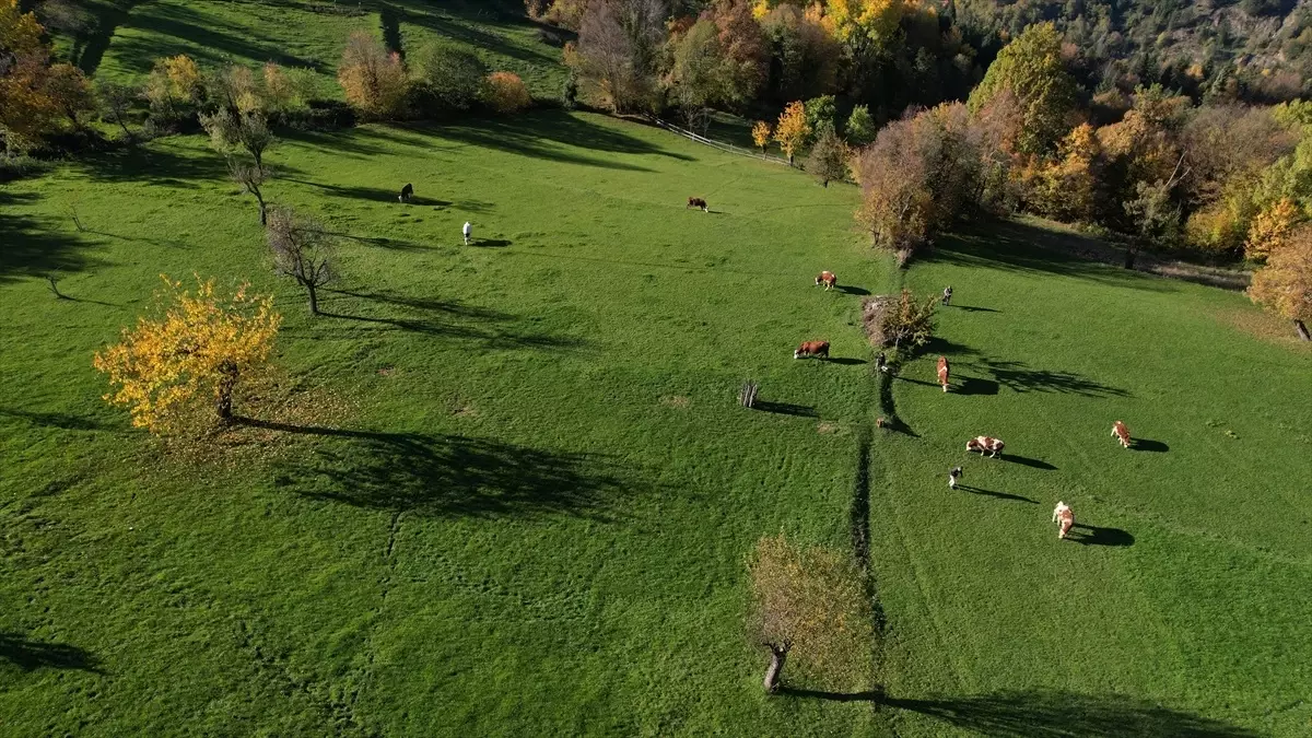 Küre Dağları'nda Sonbahar Güzelliği