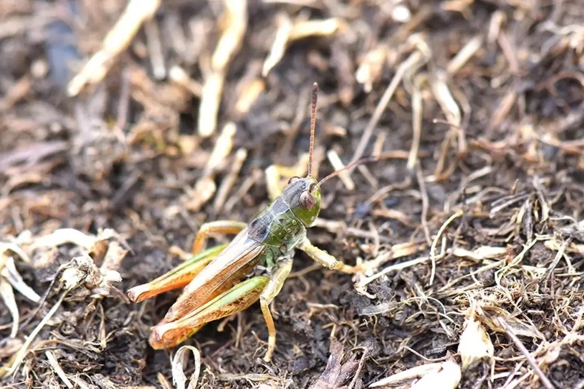 Güneydoğudaki ilimizde yeni bir çekirge türü keşfetti