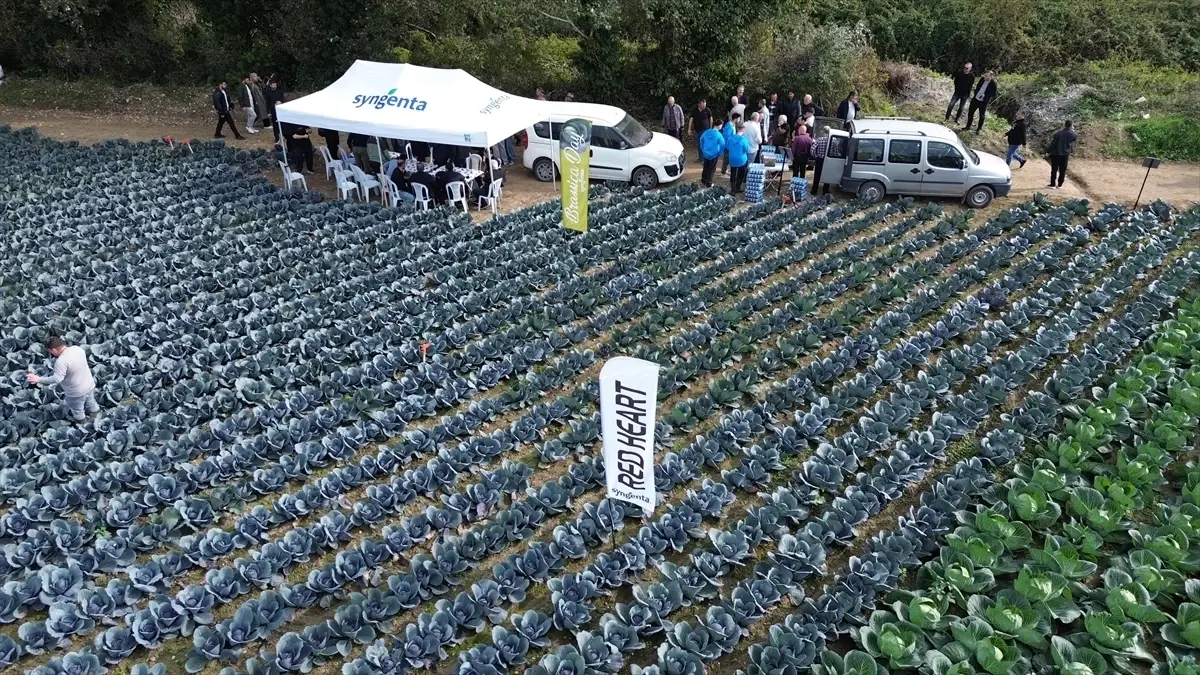 Bafra'da Tarla Günü Etkinliği
